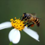 Jeux de rôle autour de l’apiculture