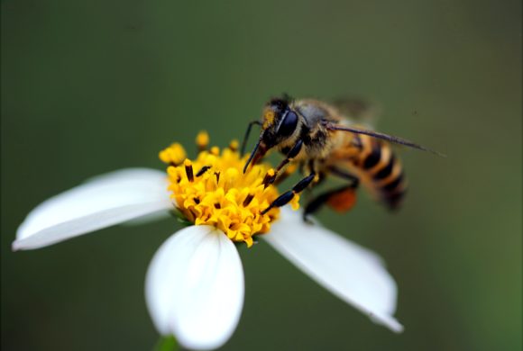 Jeux de rôle autour de l’apiculture