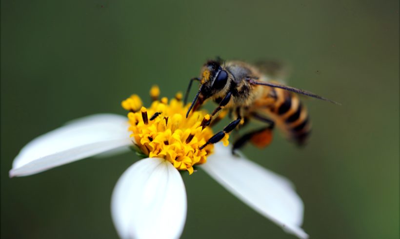 Jeux de rôle autour de l’apiculture