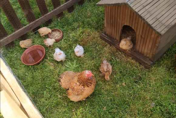 Contes et comptines de poulette