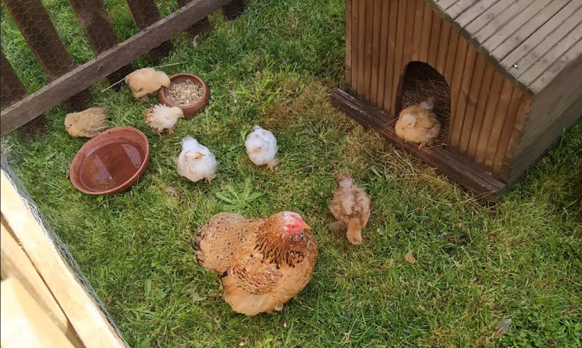 Contes et comptines de poulette